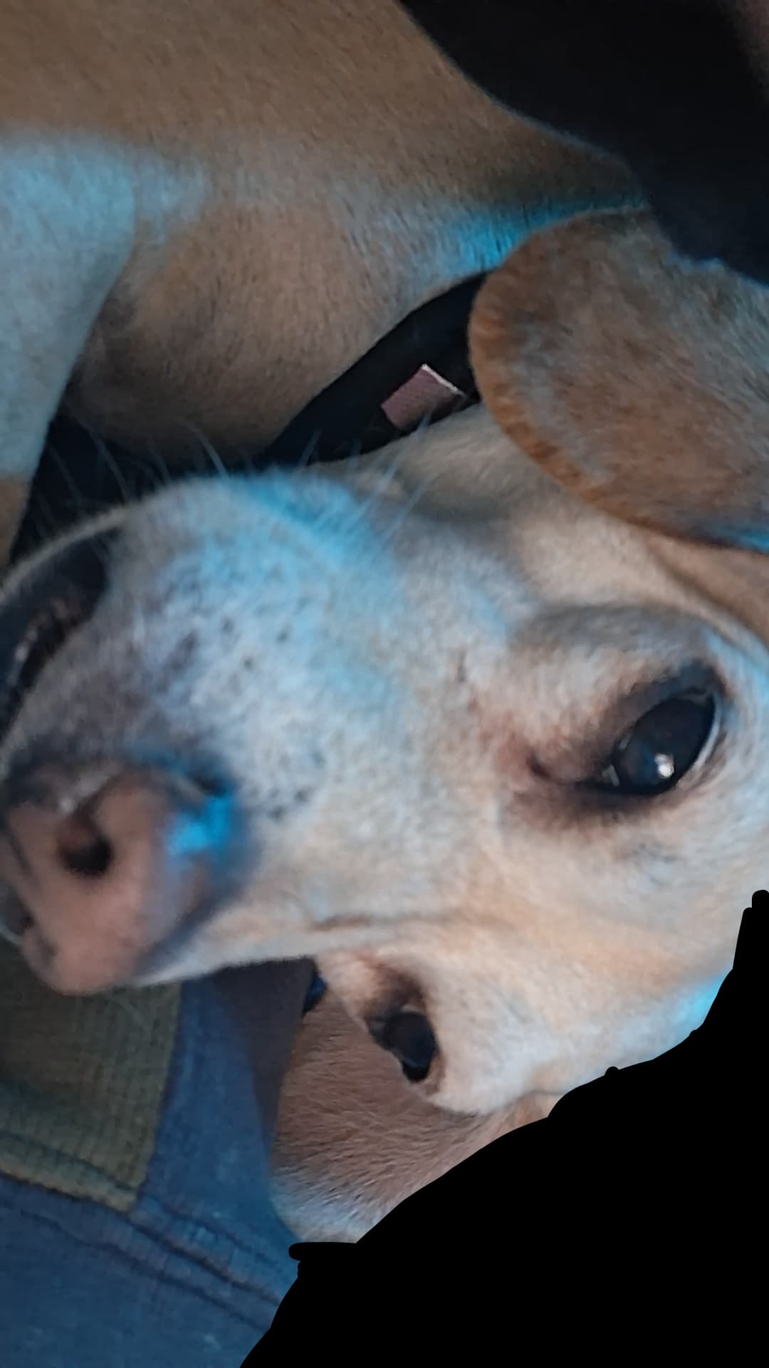OpenNhornylol