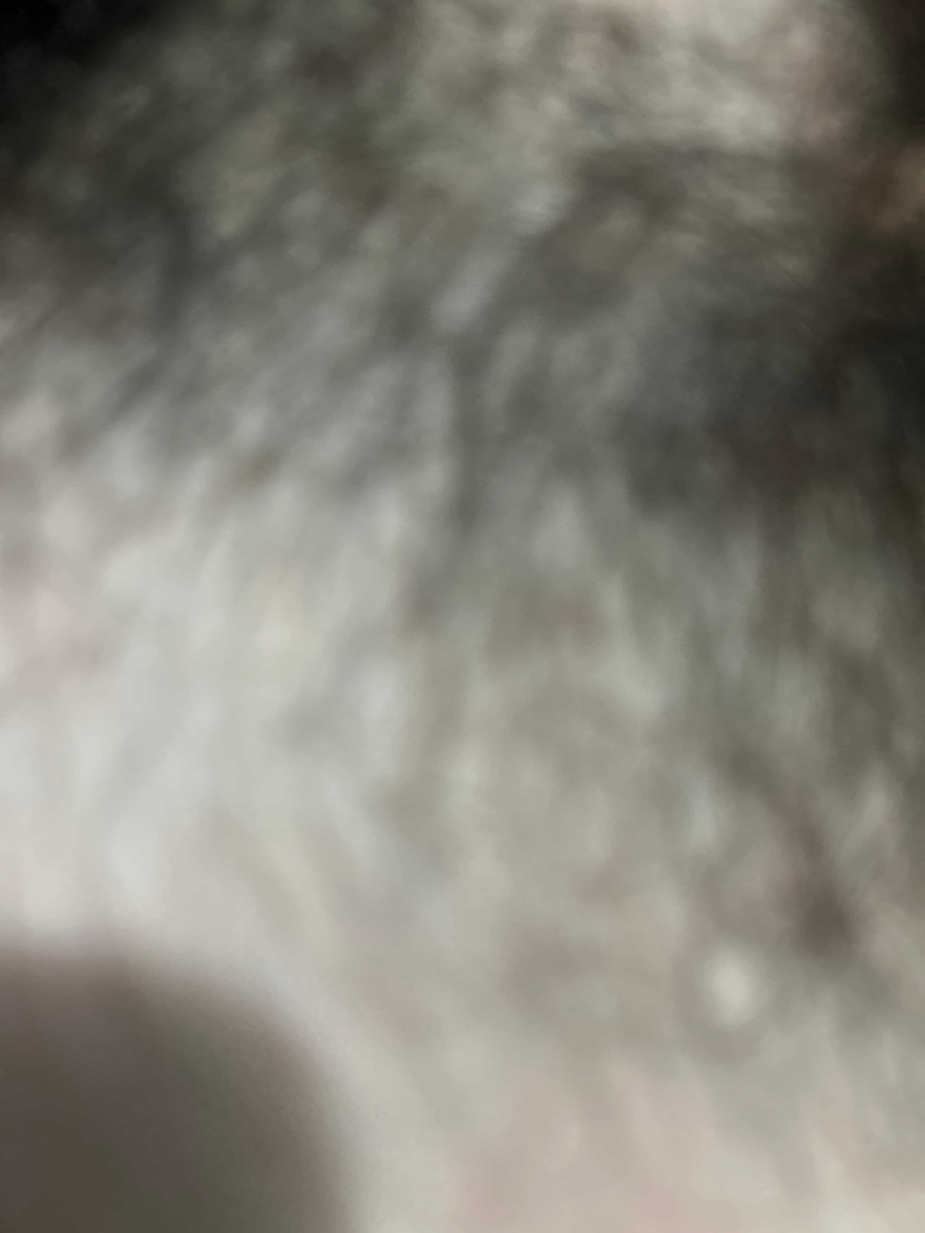 Smith dog